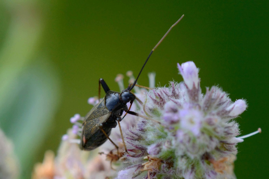 [Miridae Mirinae Mirini] insecte à longues antennes de deux couleur 2018_114