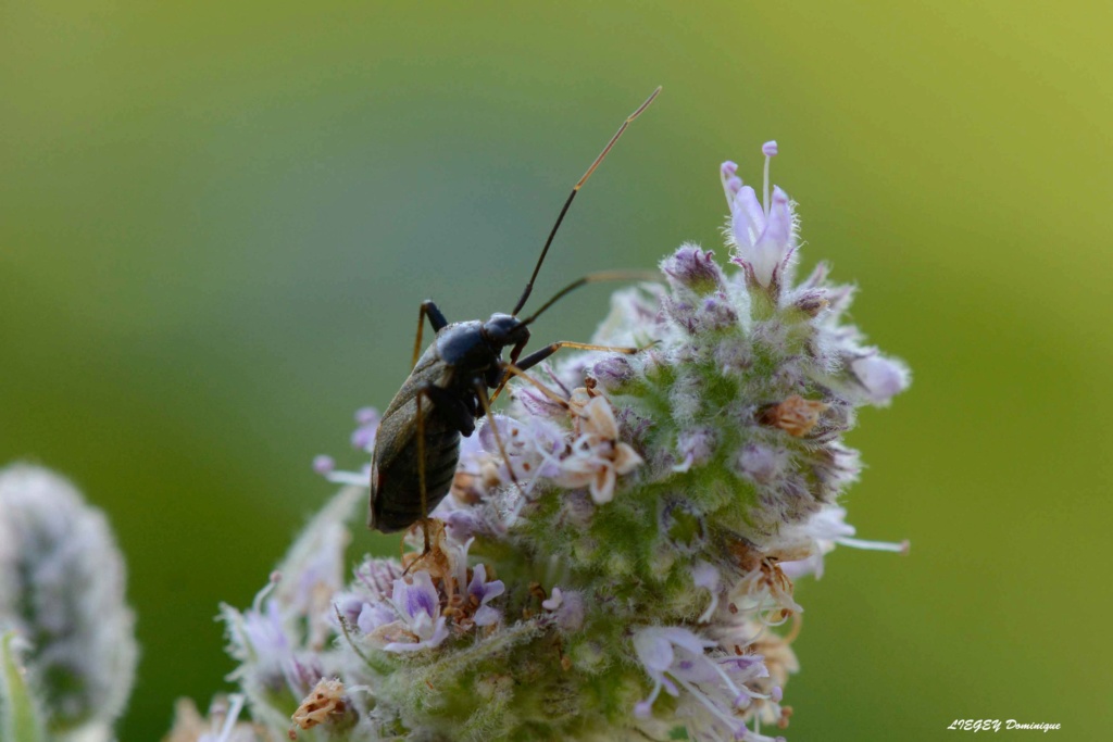 [Miridae Mirinae Mirini] insecte à longues antennes de deux couleur 2018_115