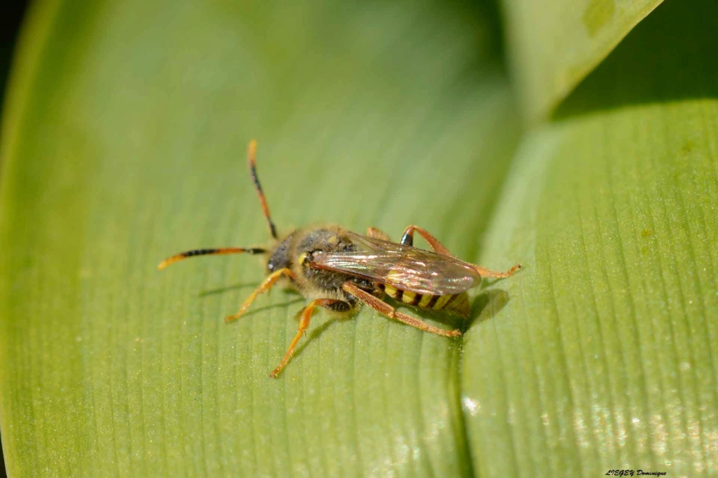 [Nomada sp.] insecte aux antenne orange et noire _dsc0311