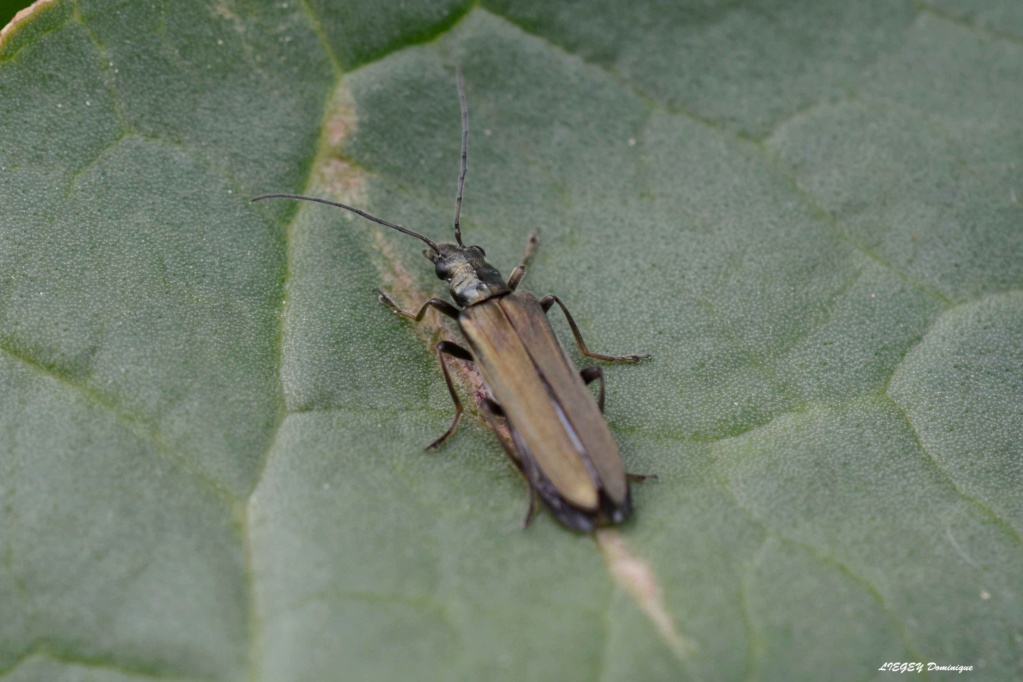 Oedemera  _dsc2311