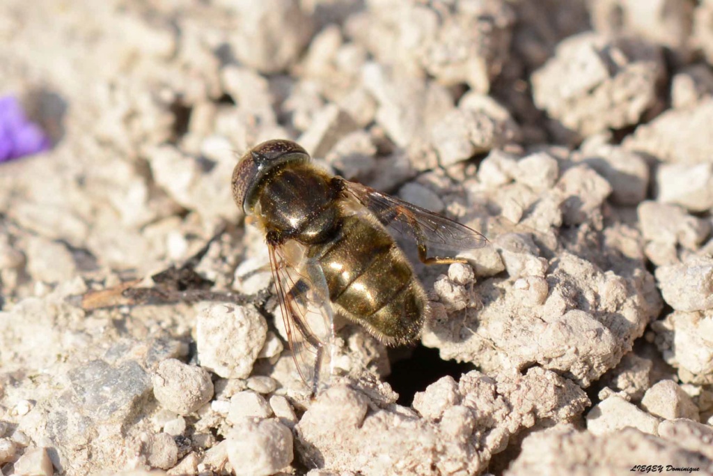 [Eristalinus aeneus] ? Erista10