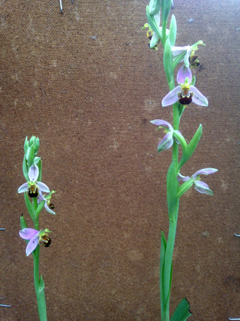 Le temps des orchidées sauvages. Orchid11