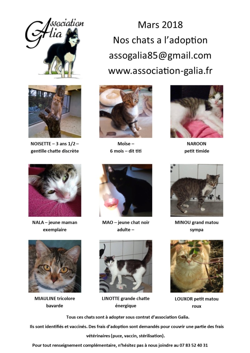 Affiches adoption, famille d'accueil - Page 2 Chats_10