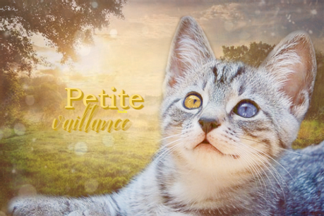 Petite Vaillance un chaton du Tonnerre Image516
