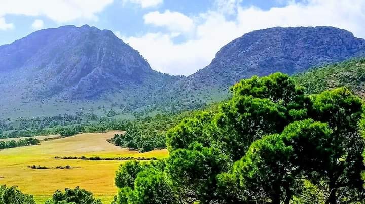 معركة جبل مزوزية ام البواقي تبسة 24477110