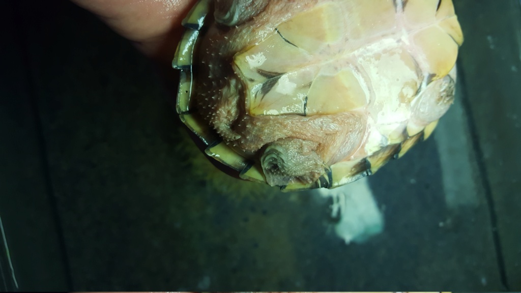 sternotherus carinatus 20181035