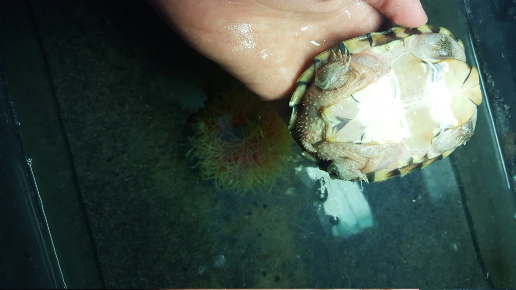 sternotherus carinatus 20181037