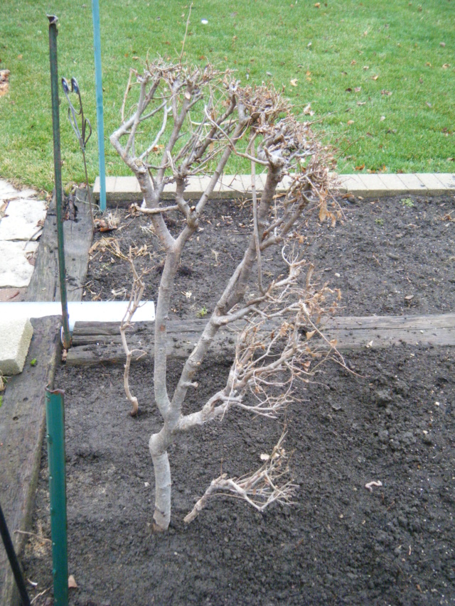 URBANDORI HEDGE ELM - SIBERIAN Collec14
