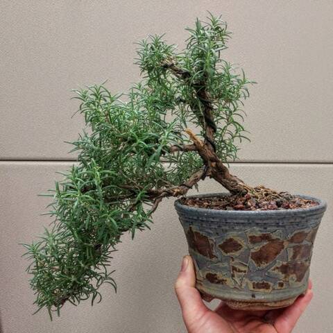 Rosemary Bonsai