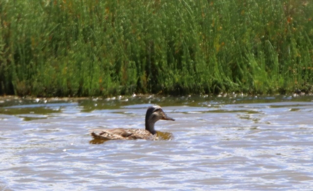 Pedido de ID - Pato - 1/5 Ribeira das Enguias Marrec11