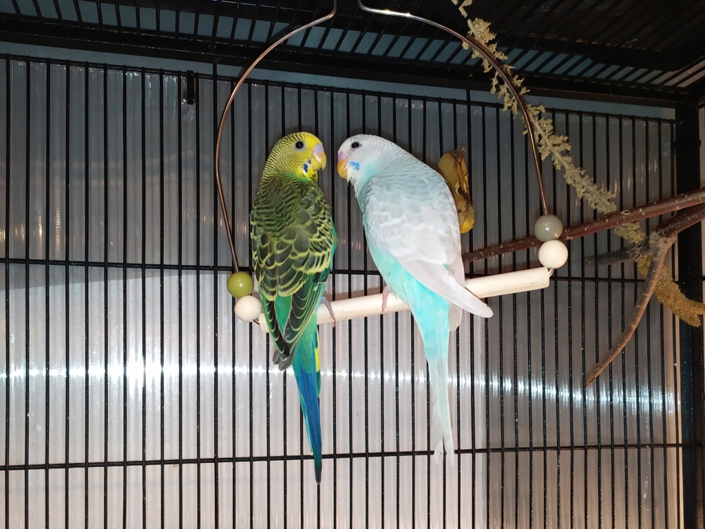 Adoption! Img_2016