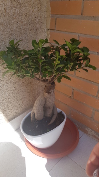 Empezando con ficus 20190716