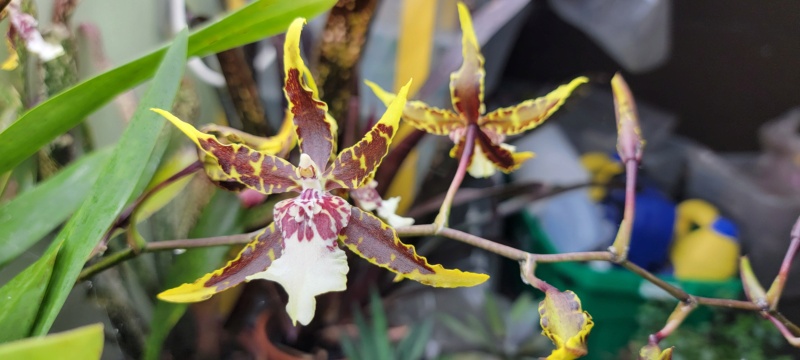 Sougriwa et ses orchidées en 2024 Brassi10