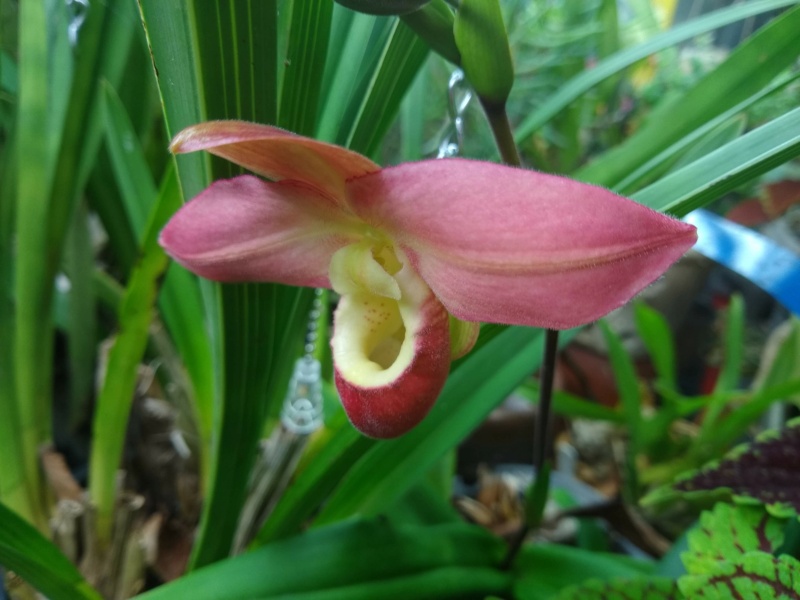 Les orchidées chez Sougriwa, à partir de 2022 Img_1582