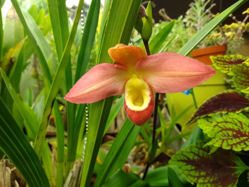 Les orchidées chez Sougriwa, à partir de 2022 Img_1584