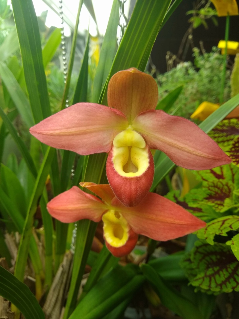 Les orchidées chez Sougriwa, à partir de 2022 Img_1598