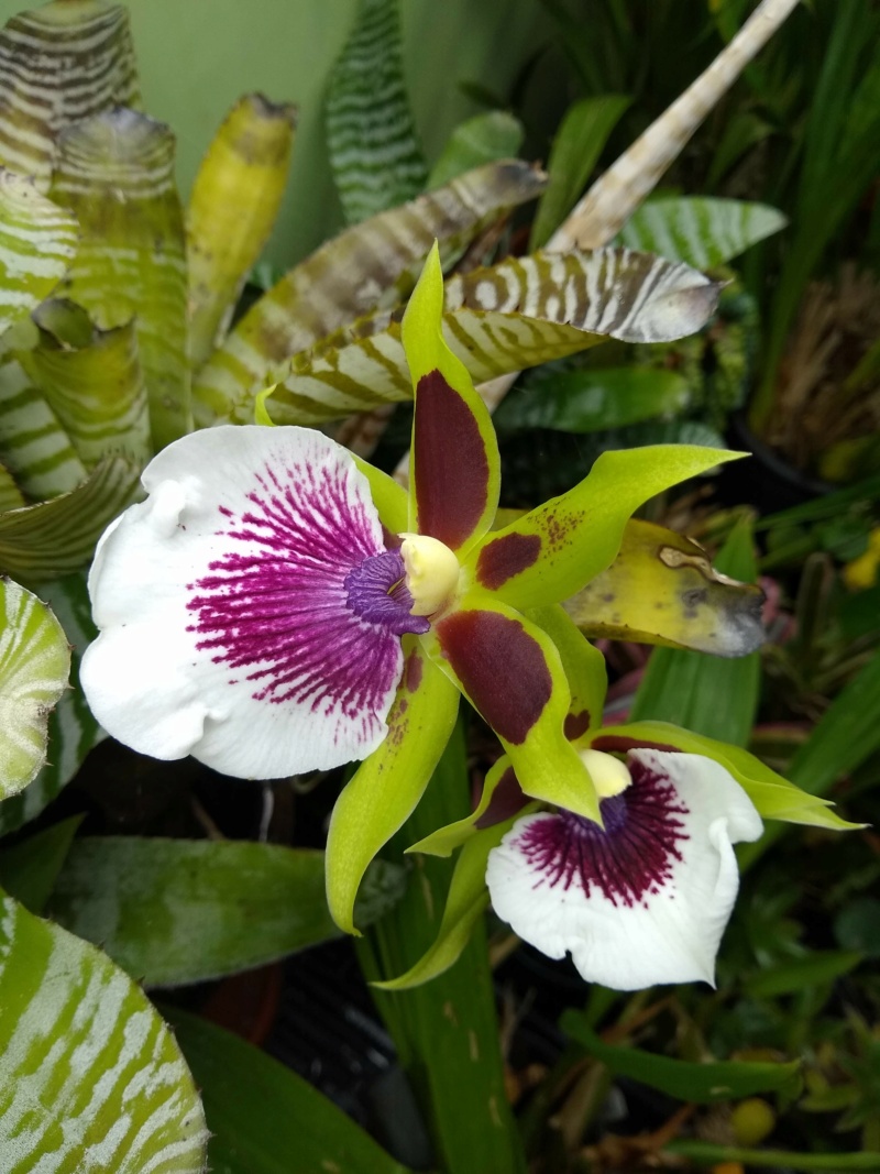 Les orchidées chez Sougriwa, à partir de 2022 Img_1602