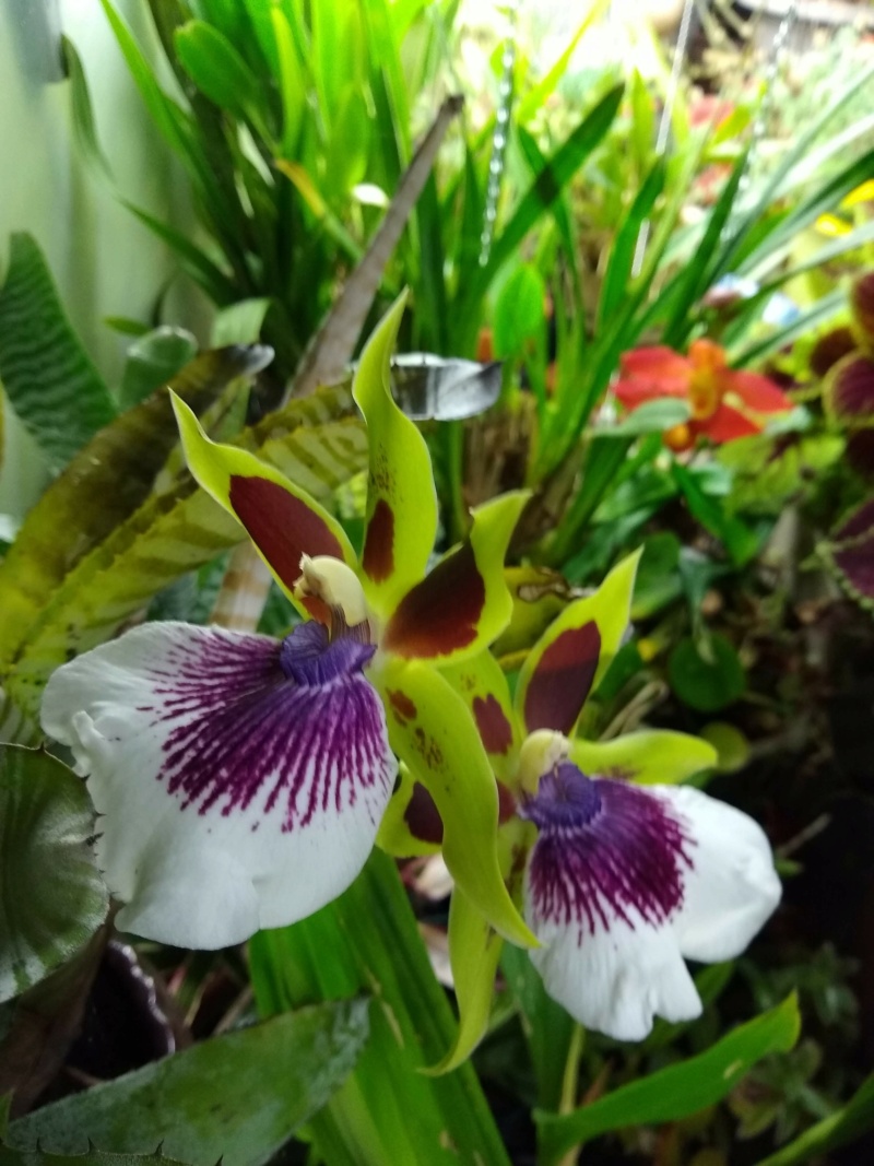 Les orchidées chez Sougriwa, à partir de 2022 Img_1606