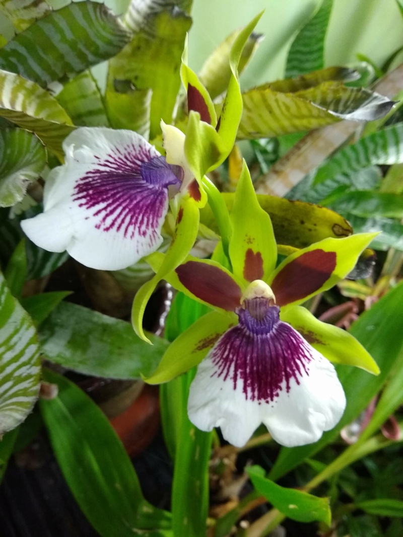 Les orchidées chez Sougriwa, à partir de 2022 Img_1607
