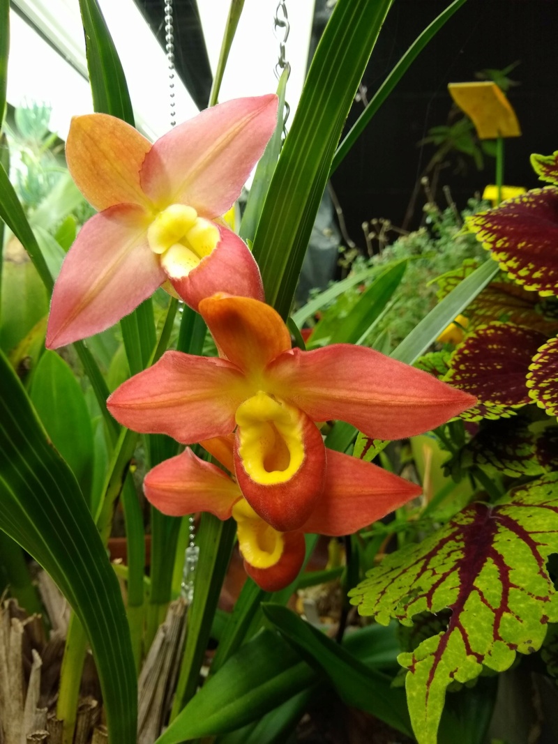 Les orchidées chez Sougriwa, à partir de 2022 Img_1612