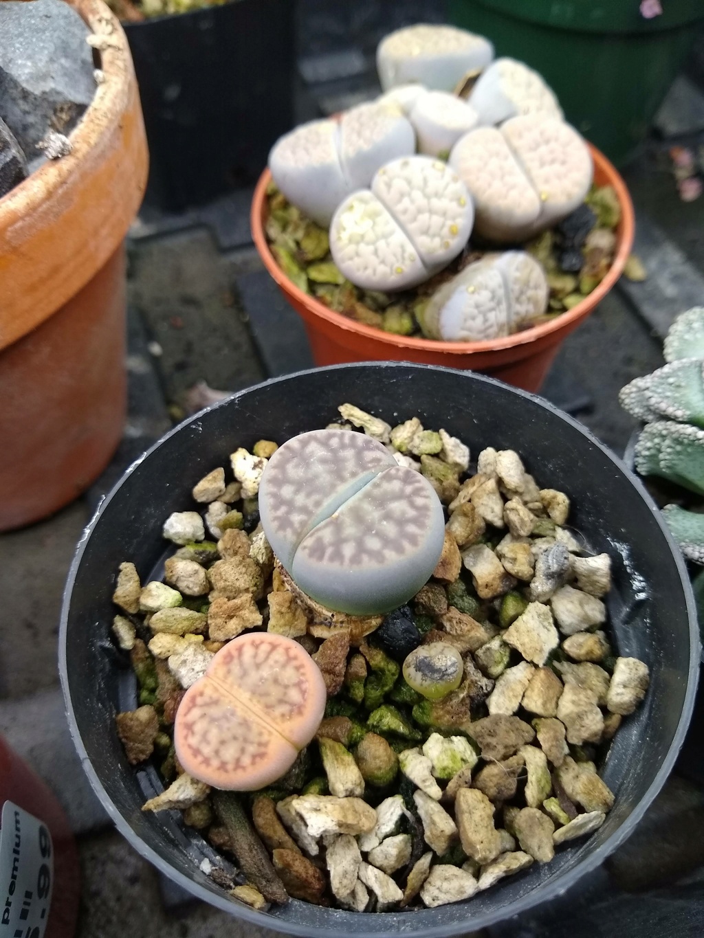 Mes Haworthia et les succulentes de YC Img_3493