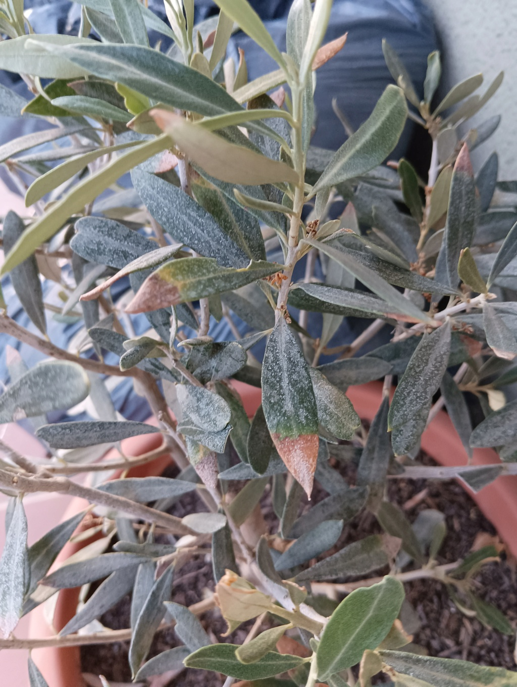 Caida de hoja de olivo en maceta Olivo_11