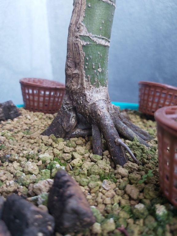 Nebari en arce palmatum katsura 20201118