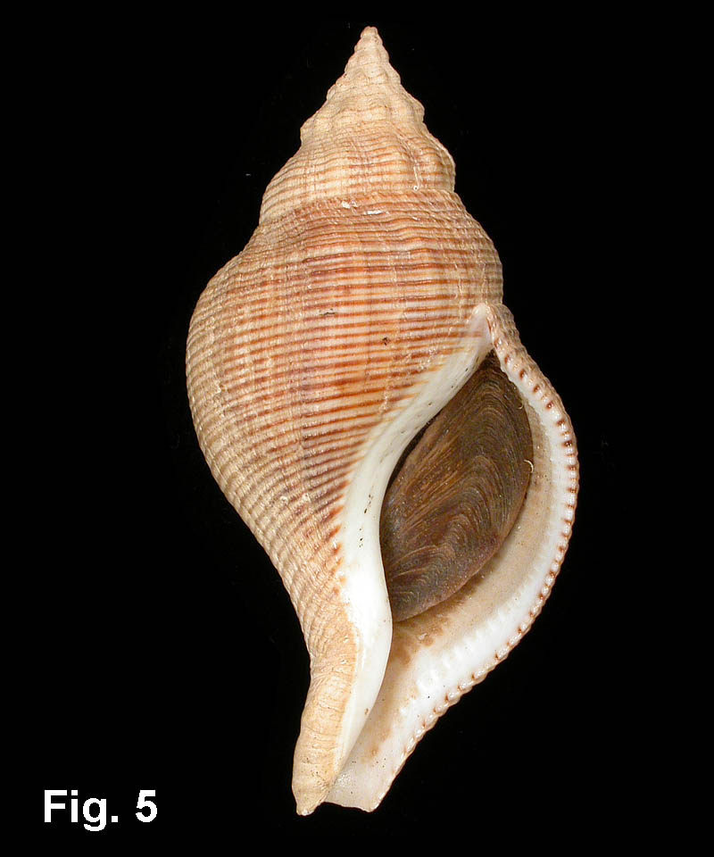 Buccinidae - Troschelia berniciensis (W. King, 1846)  0814-110