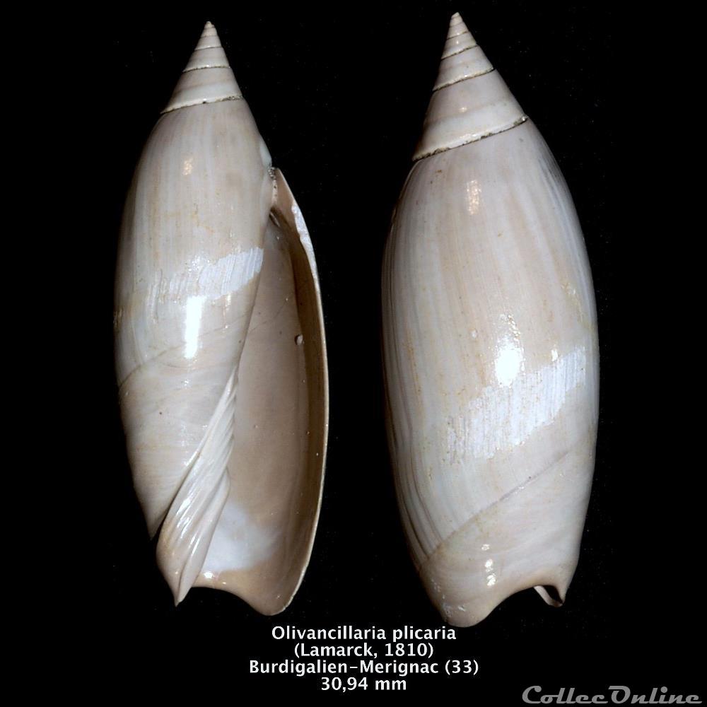 Agaronia_plicaria (Lamarck, 1811) alias Agaronia_ispidula (Linnaeus, 1758)  3cd3d010