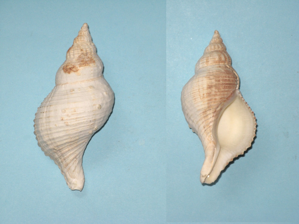 Buccinidae - Troschelia berniciensis (W. King, 1846)  C10