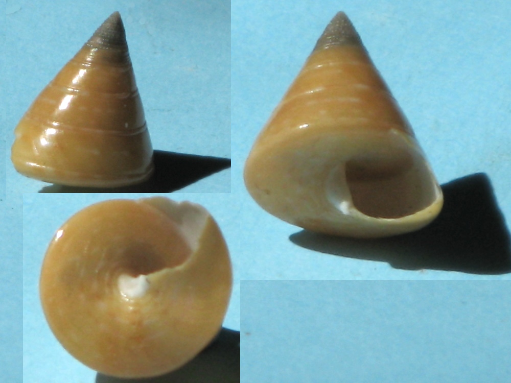 Calliostoma laugieri (Peyraudeau,1826) Callio10