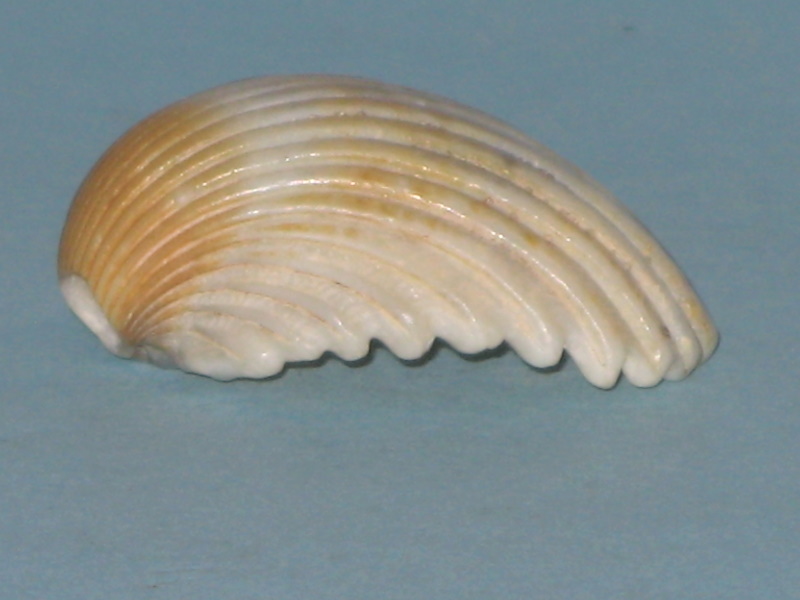 Bucardium ringens (Bruguière, 1789) Cardii11