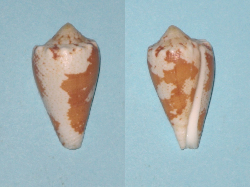 Conus (Stephanoconus) regius, Gmelin 1791 Conus_13