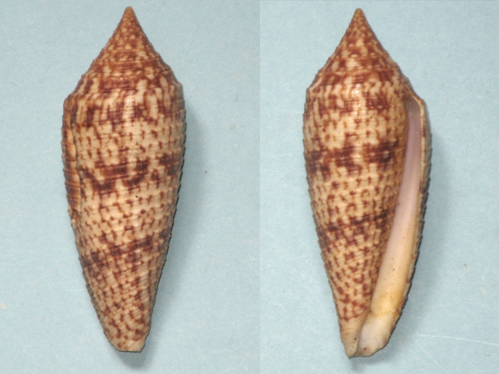 Phasmoconus Australis (Holten, 1802)  Conus_22