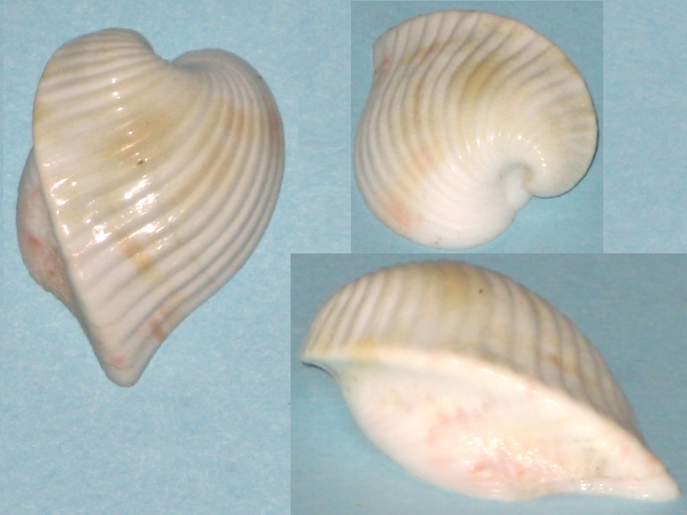 Corbula sulcata (Lamarck, 1801) Corbul11