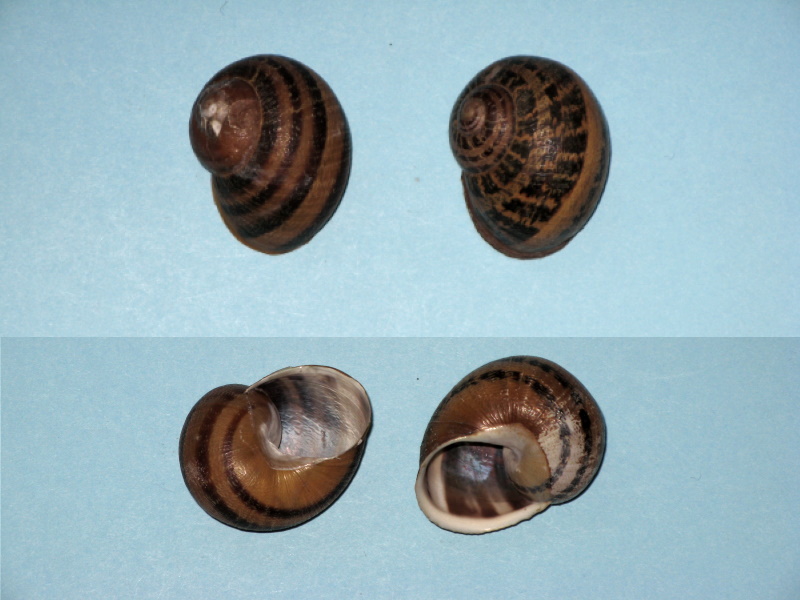 Helix aspersa aspersa Img_0410