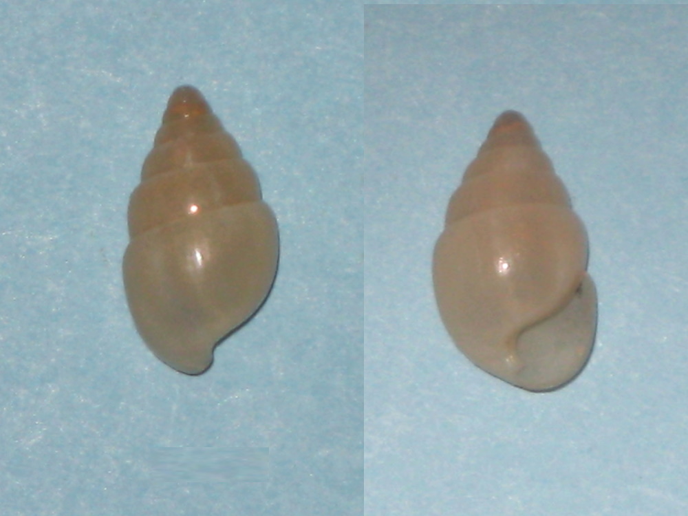 Phasianellidae ou littorinidae ? Img_0515