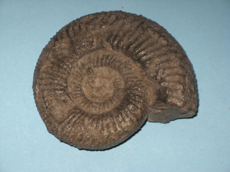 Ammonite ???? Img_1110