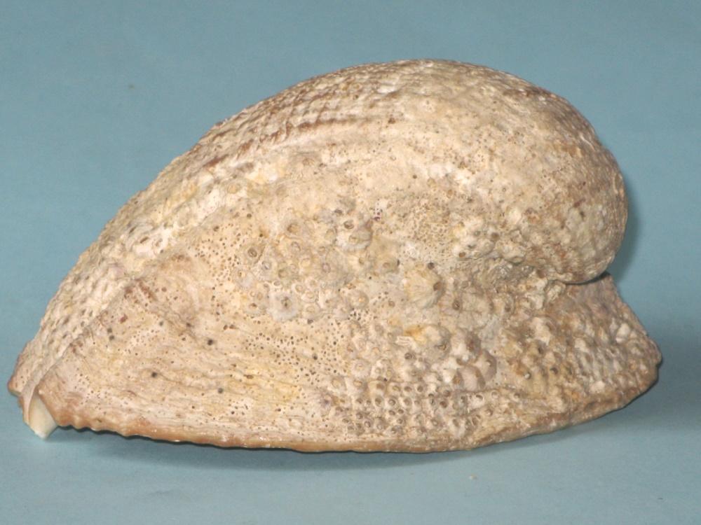 Concholepas concholepas (Bruguière, 1789) Img_2111