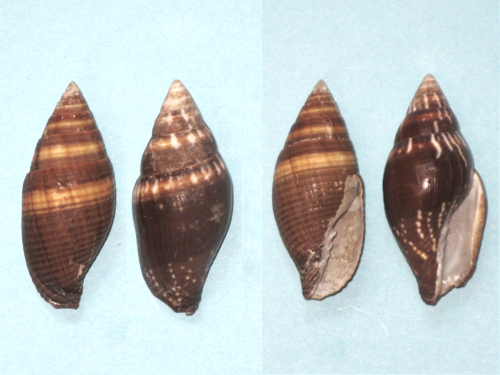 Strigatella_scutulata (Gmelin, 1791) et_Aurantia (Gmelin,1791)  [*] Striga10