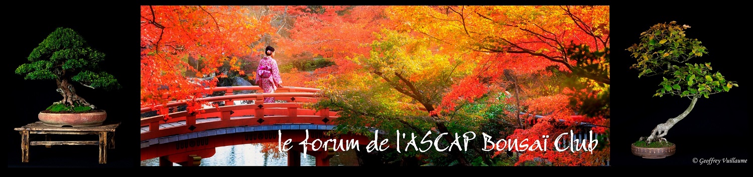 le forum de l'ASCAP Bonsaï Club