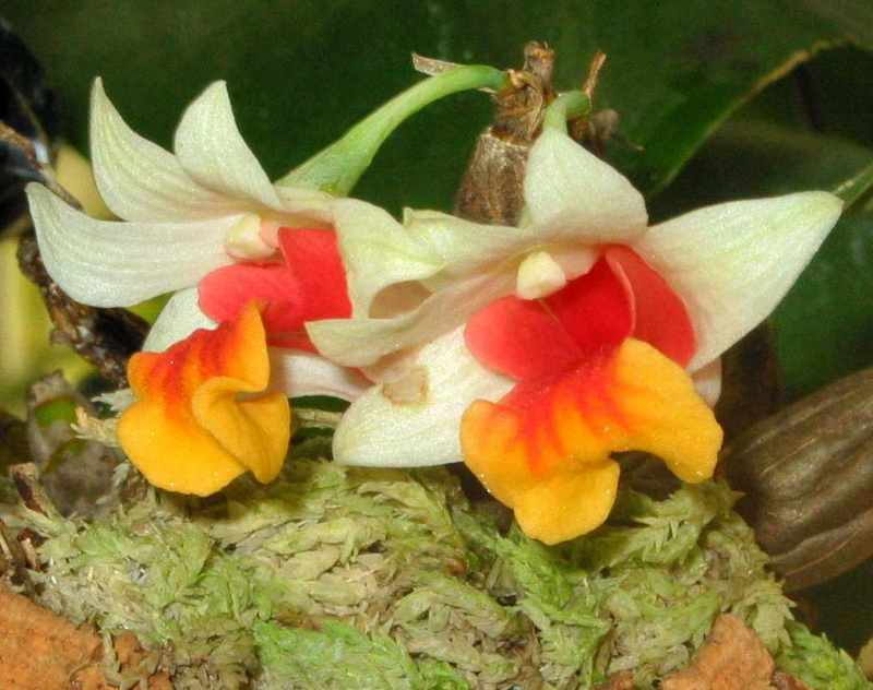 Dendrobium bellatulum - Seite 2 Dendro28