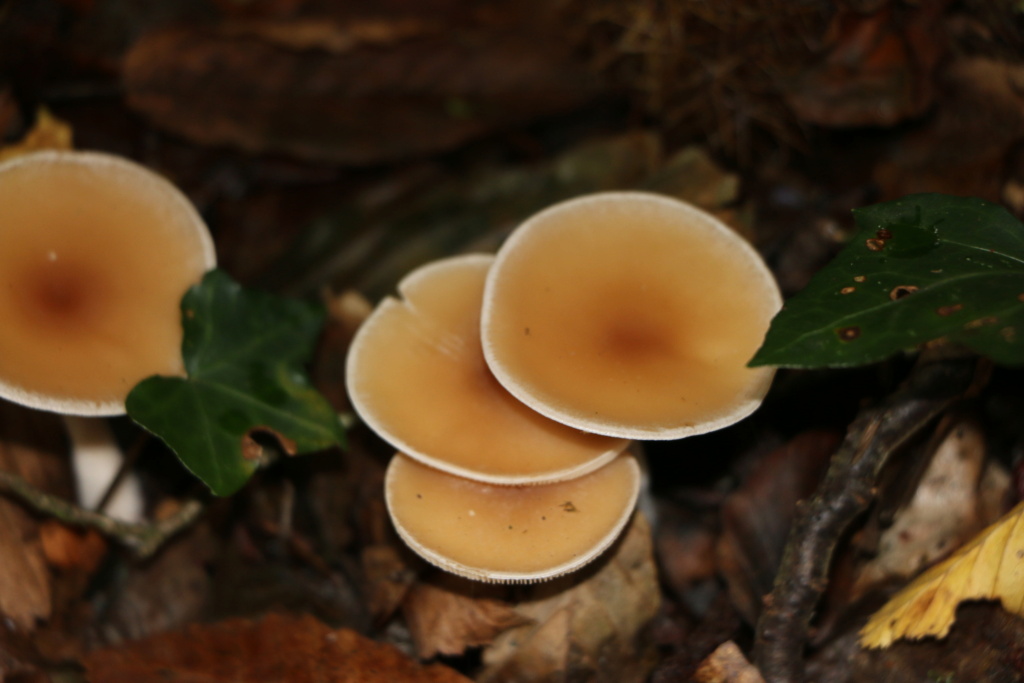 clitocybe ? Img_2511