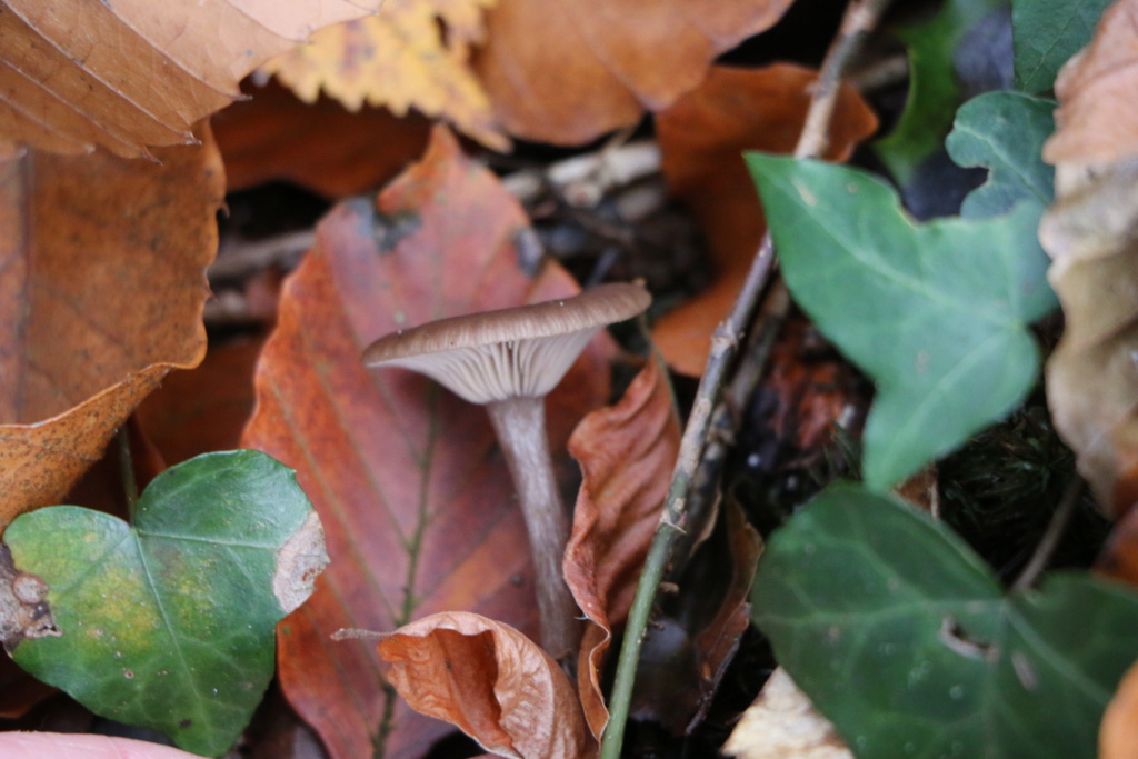 clitocybe à identifier Img_5711