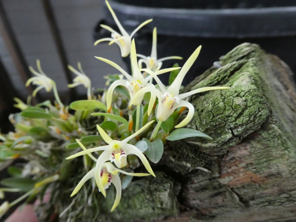 Dendrobium phalangillum (Diplzucolobium abbreviatum) Flo_0628
