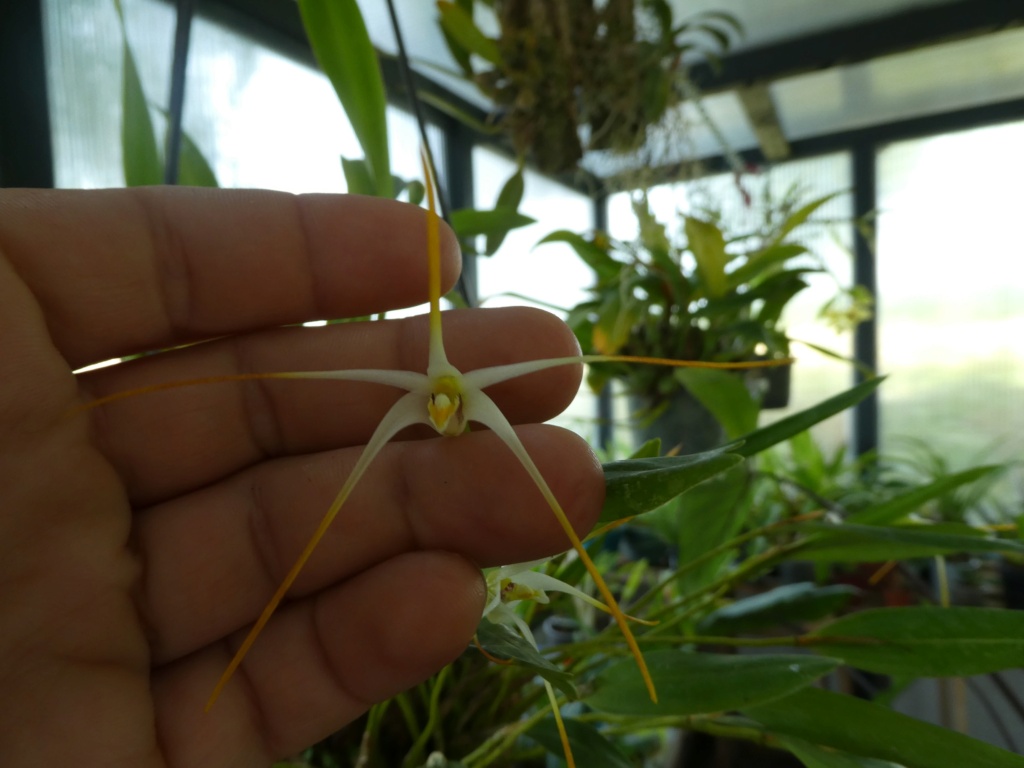 Dendrobium pulvilliferum (Diplaucolobium pulvilliferum)  Flo_0632