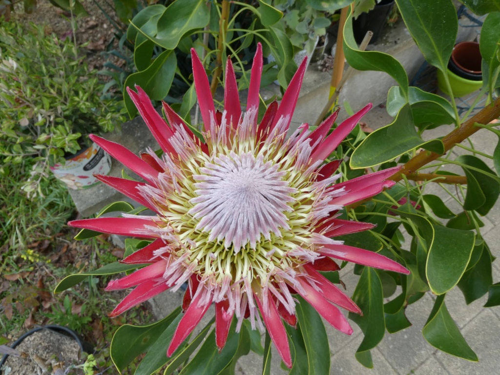 Protea cynaroides 'Madiba' P1000516