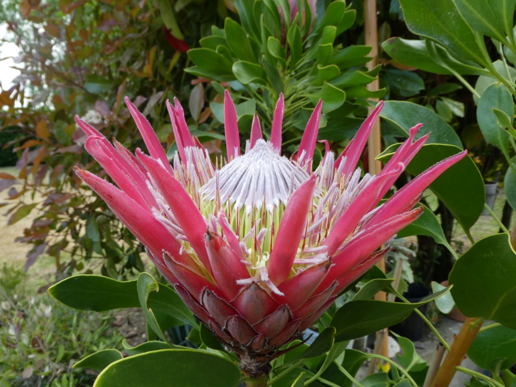 Protea cynaroides 'Madiba' P1000517
