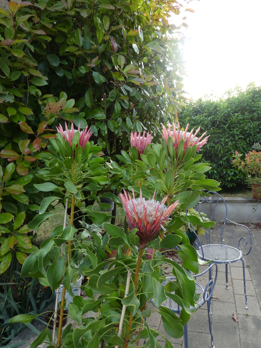 Protea cynaroides 'Madiba' P1000518