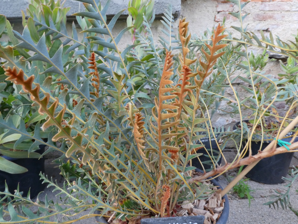 Banksia blechnifolia P1000716